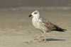 Larus armenicus