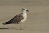 Larus armenicus