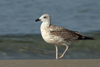Larus armenicus