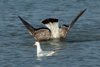 Larus armenicus