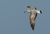 Larus armenicus