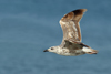 Larus armenicus