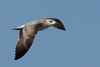 Larus armenicus