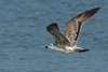 Larus armenicus