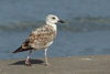 Larus armenicus