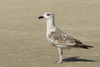 Larus armenicus