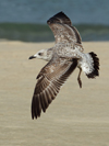 Larus armenicus