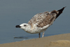 Larus armenicus