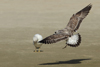 Larus armenicus