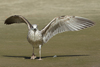 Larus armenicus