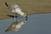 Larus armenicus