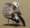 Larus armenicus