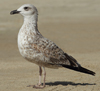 Larus armenicus