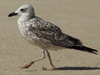 Larus armenicus