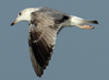 Larus armenicus