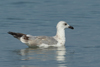 Larus armenicus
