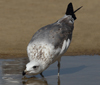 Larus armenicus