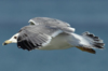 Larus armenicus