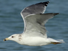 Larus armenicus