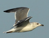 Larus armenicus