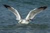 Larus armenicus