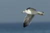 Larus armenicus
