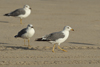 Larus armenicus