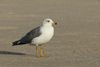 Larus armenicus