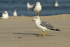 Larus armenicus
