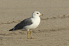 Larus armenicus