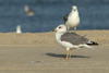 Larus armenicus