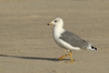Larus armenicus