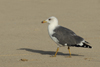 Larus armenicus