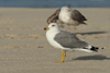 Larus armenicus