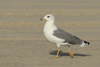 Larus armenicus