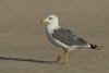 Larus armenicus