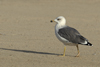 Larus armenicus