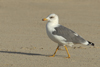 Larus armenicus