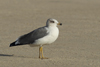 Larus armenicus