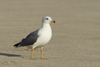 Larus armenicus