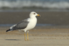 Larus armenicus