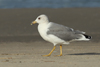 Larus armenicus
