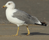 Larus armenicus