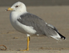 Larus armenicus