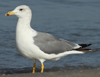 Larus armenicus