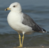 Larus armenicus