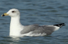 Larus armenicus