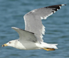 Larus armenicus