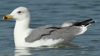 Larus armenicus