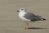 Larus armenicus